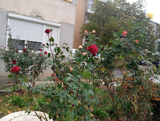 Câteva idei de postări viitoare