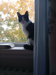 Youtuberi pe care îi urmăresc în 2025