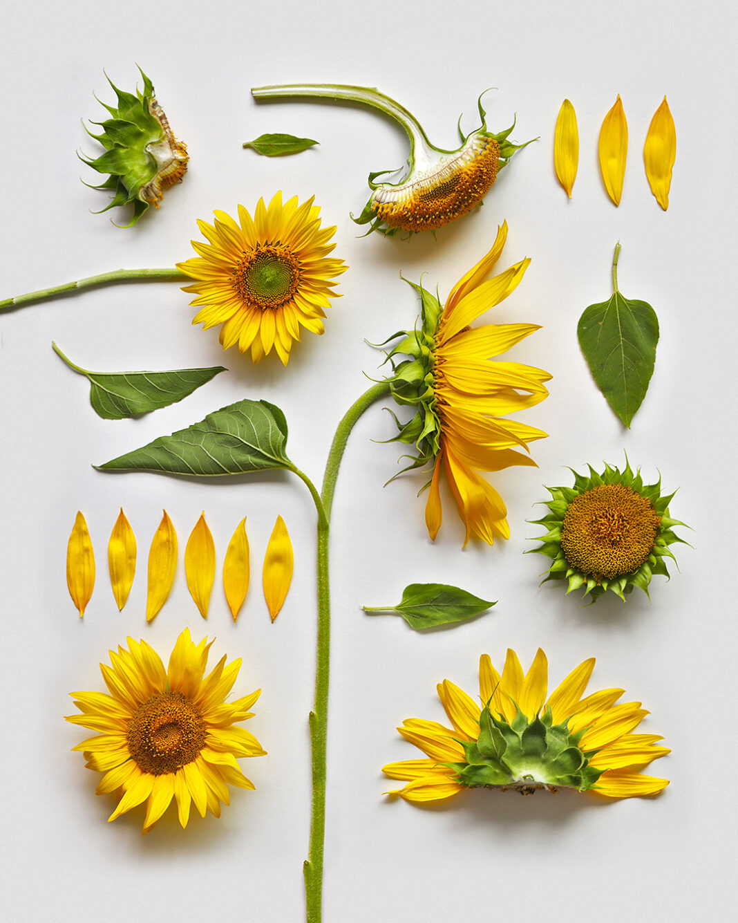 România, în 50 de compoziții #AranjateDeLiana