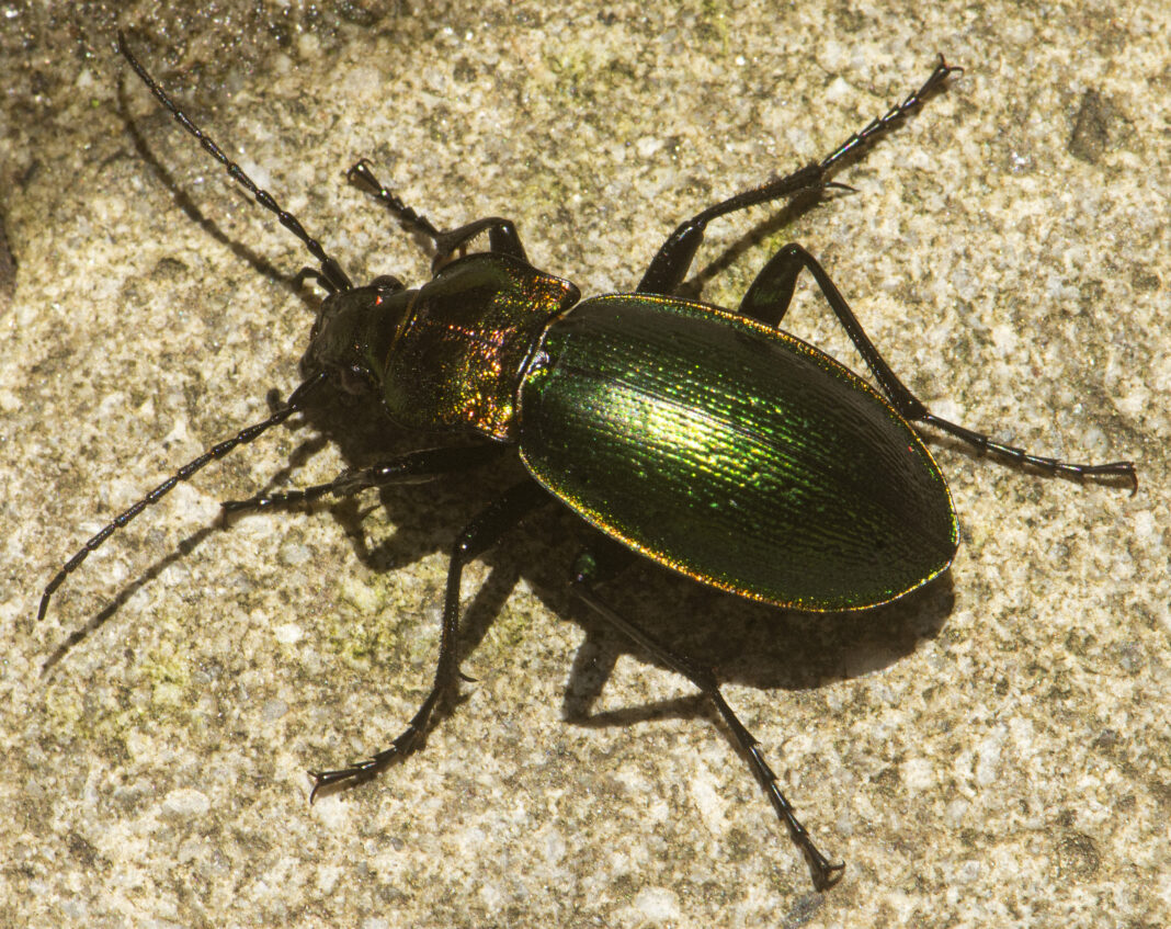 Carabus obsoletus