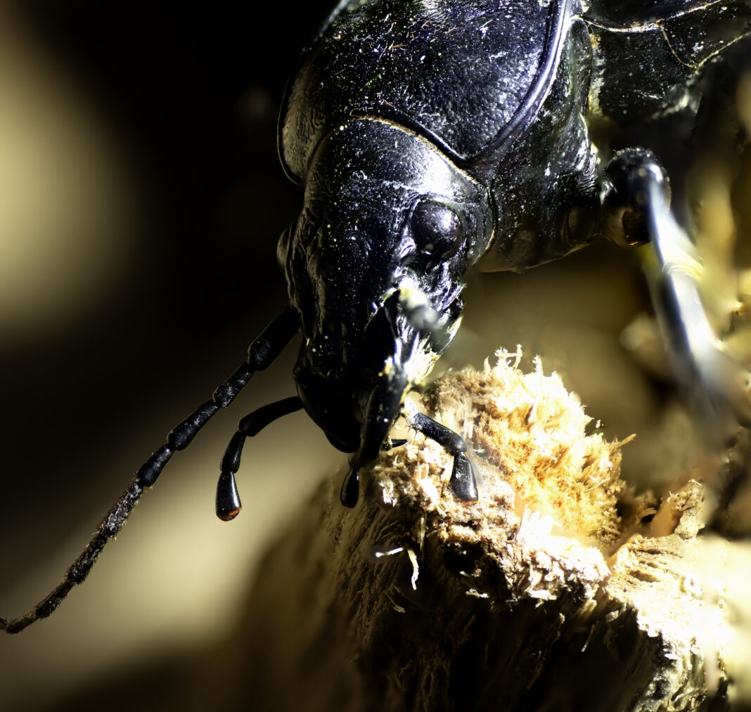 Carabus coriaceus