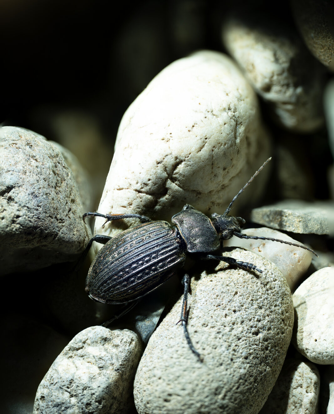 Carabus ulrichii