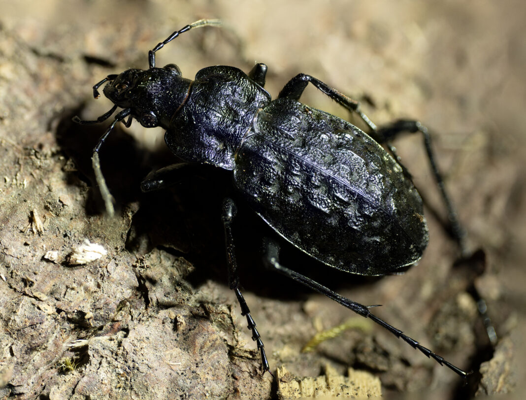 Carabus variolosus