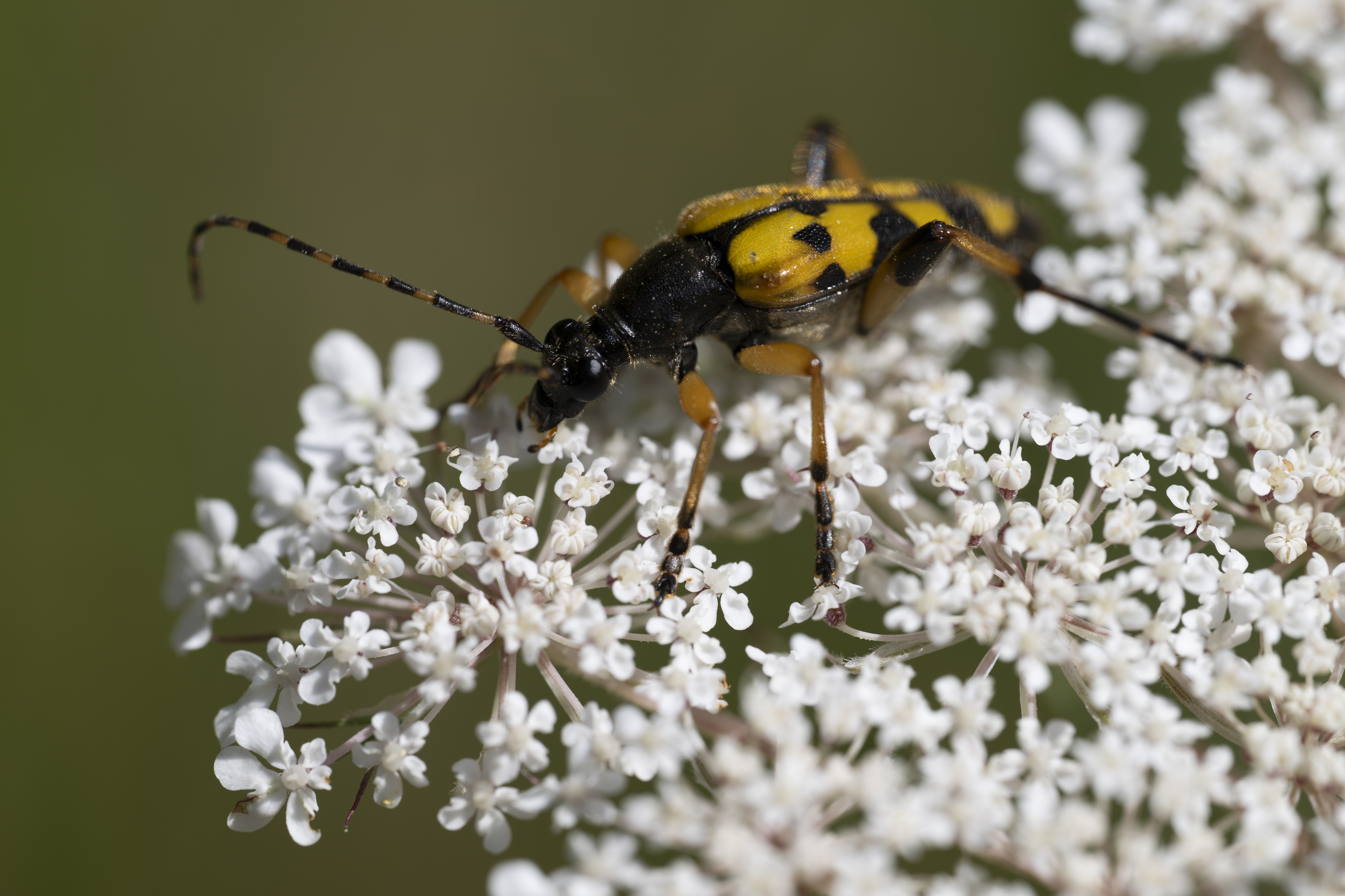 Croitor-de-flori pătat – Rutpela maculata