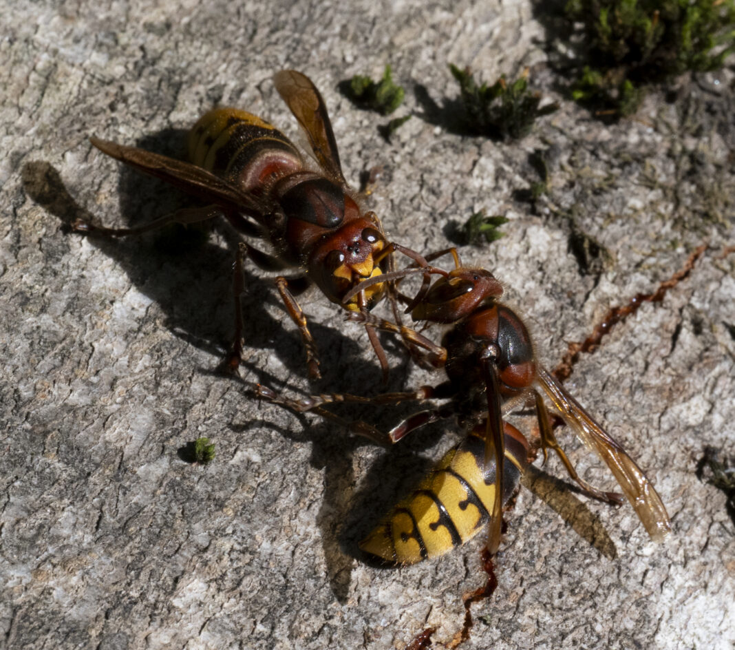 Gărgăun – Vespa crabro