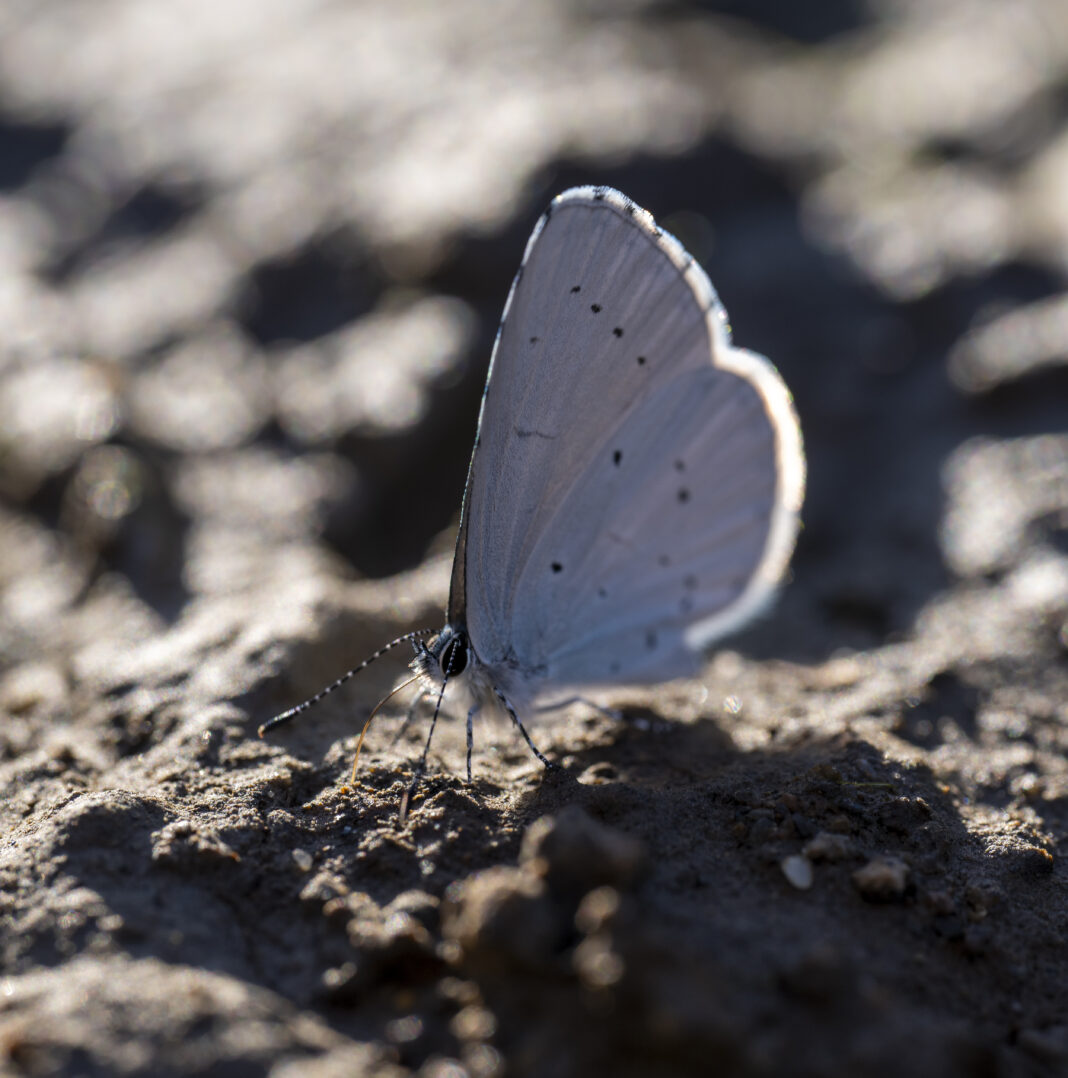 Fluturele albăstrelul de crușin – Celastrina argiolus