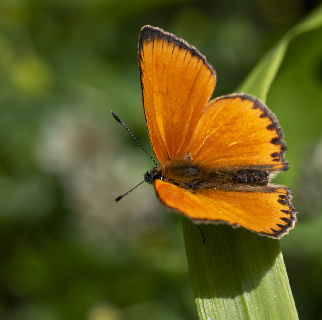 Fluturele roșu al măcrișului – Lycaena virgaureae
