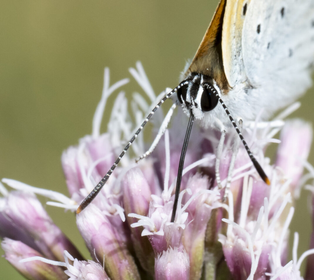 Fluturele de foc al măcrișului – Lycaena dispar