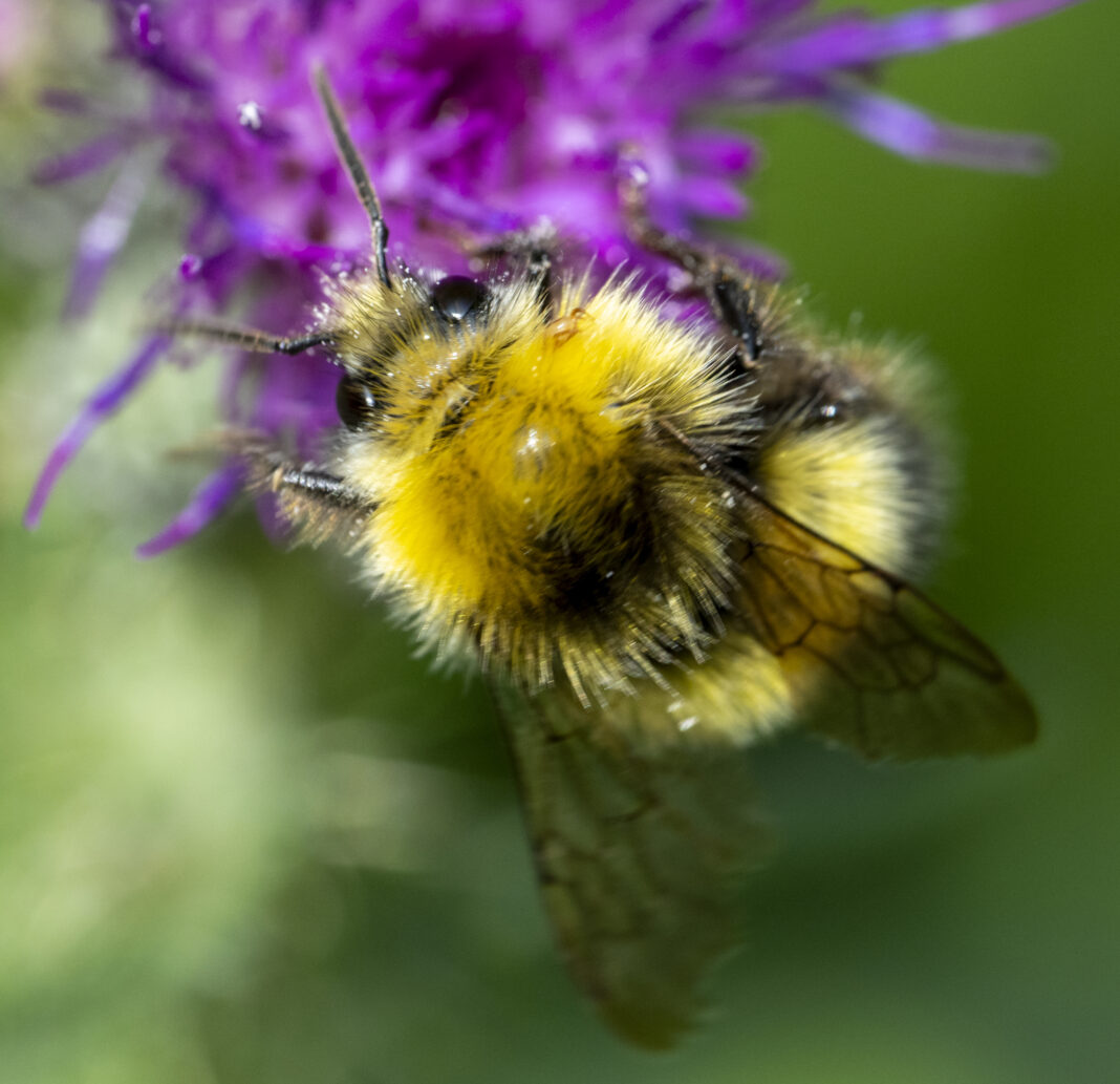 Bondarul de pajiște – Bombus pratorum