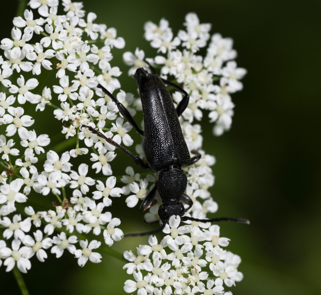 Croitor-de-flori negru – Stictoleptura scutellata