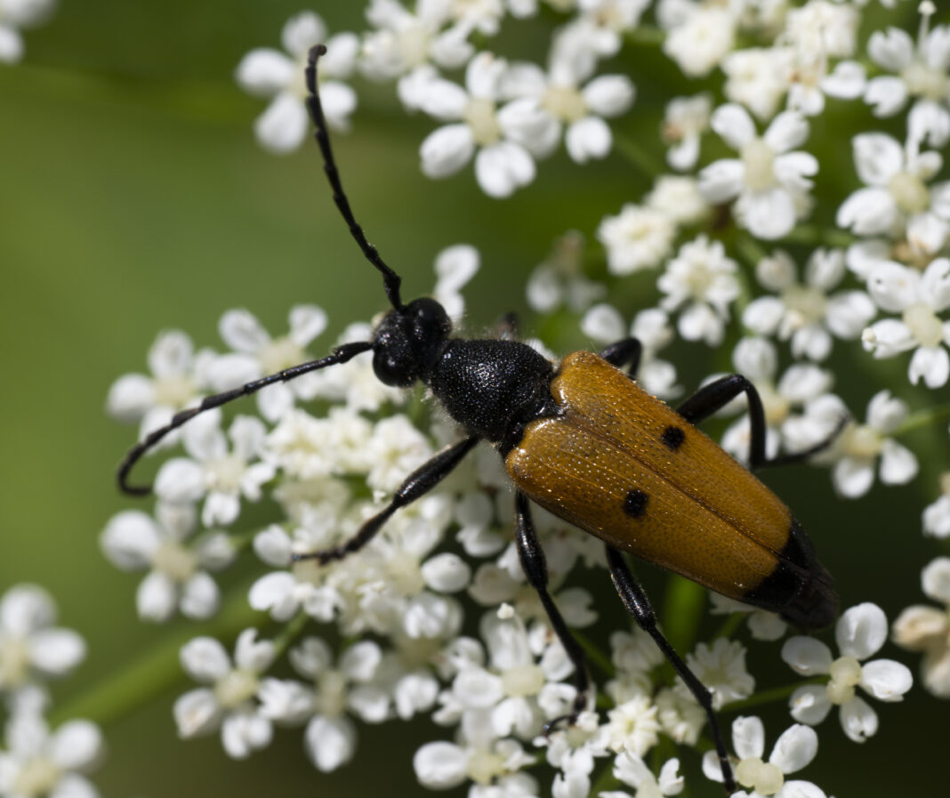Croitor-de-flori cu buline – Paracorymbia tesserula