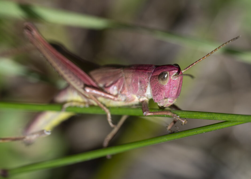 Lăcusta aurie – Chrysochraon dispar