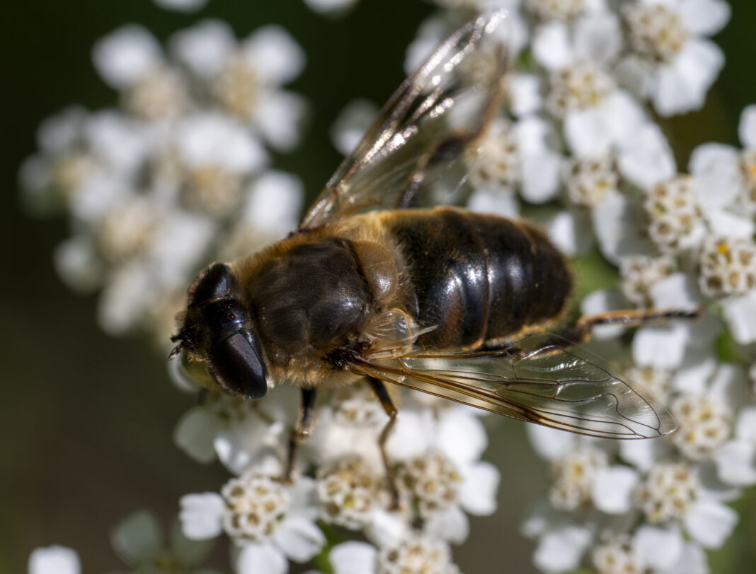 Musca-trântor comună – Eristalis tenax