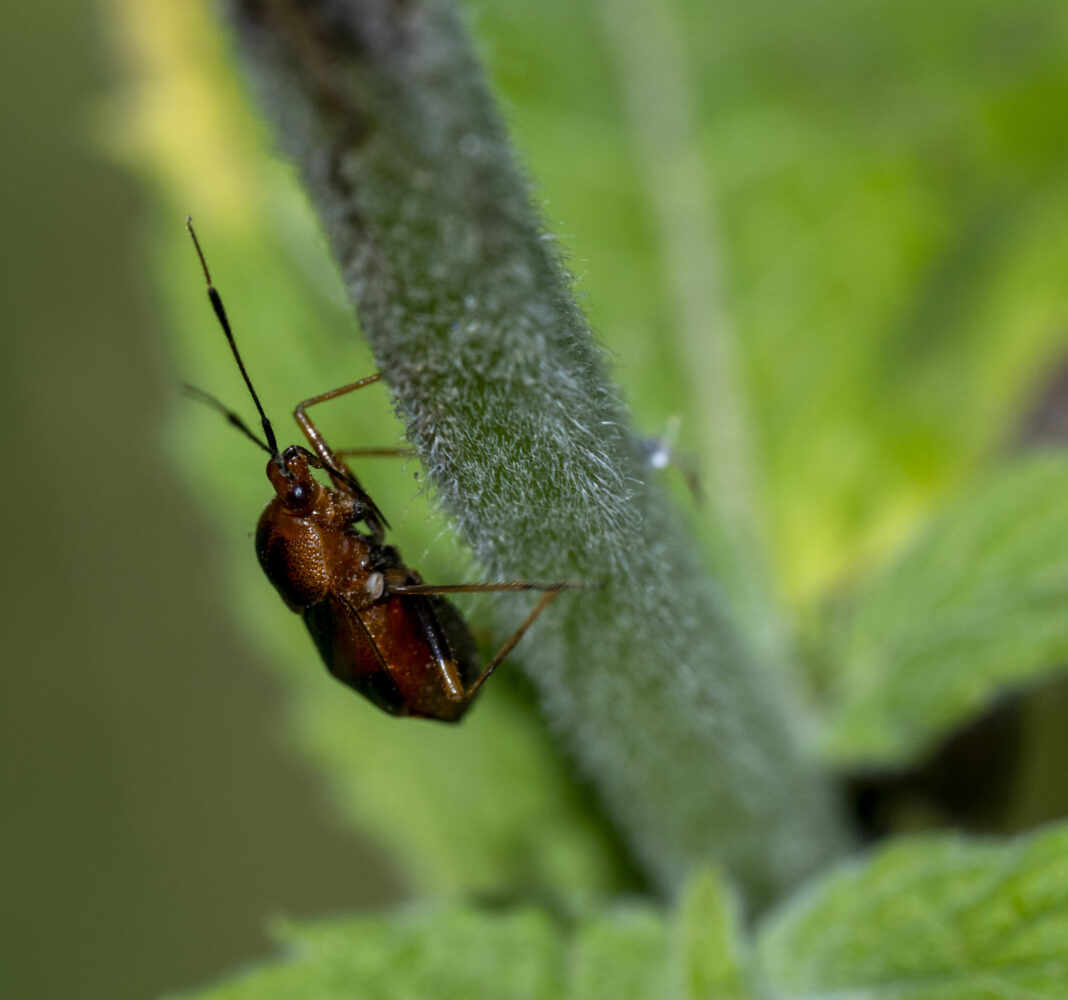 Ploșnița roșiatică – Deraeocoris ruber