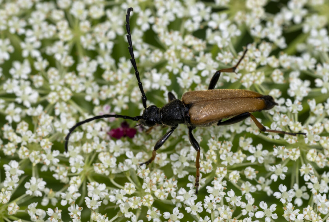 Croitor-de-flori roșiatic – Stictoleptura rubra