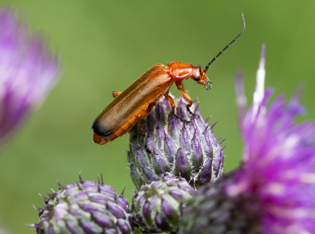Gândacul soldat roșu comun – Rhagonycha fulva