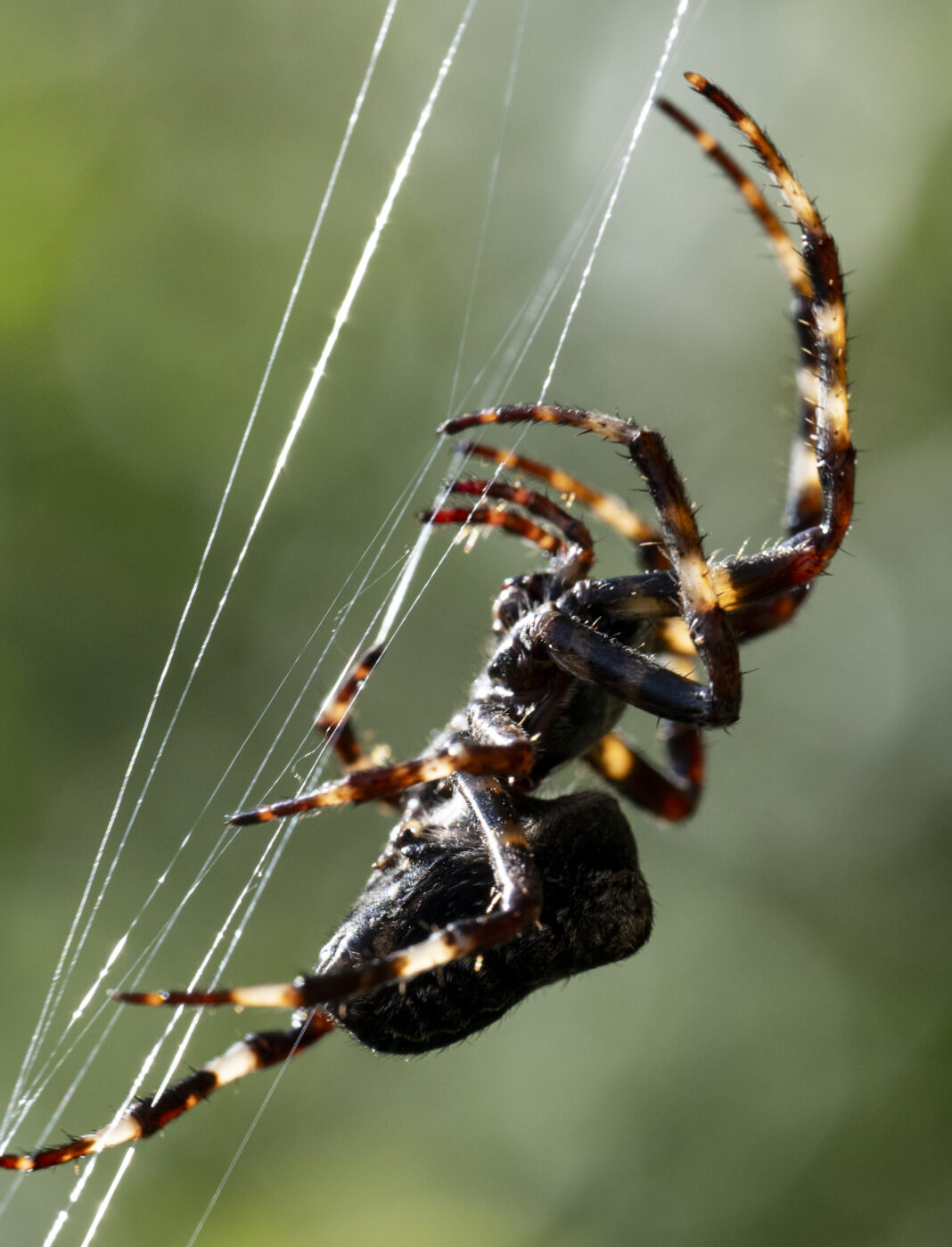 Păianjenul cu umeri – Araneus angulatus