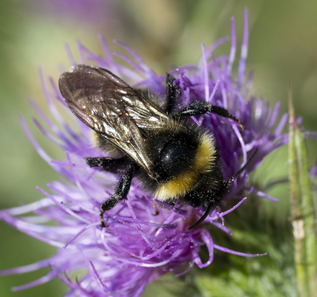 Bondarul-cuc de câmp – Bombus campestris