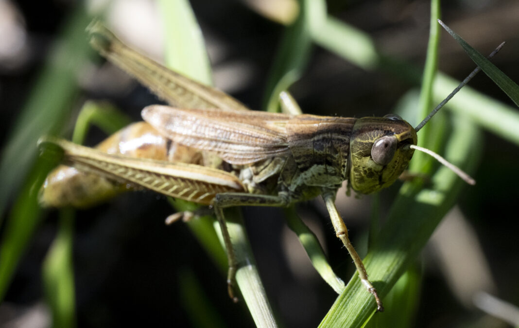 Lăcusta de pajiște cu aripi scurte – Euchorthippus declivus
