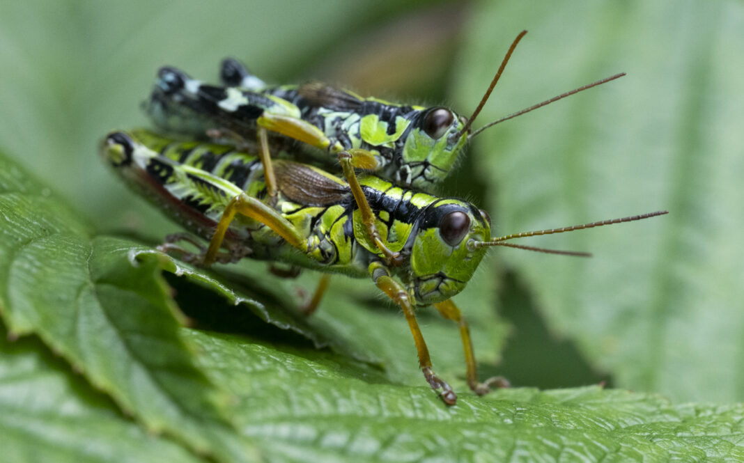 Lăcusta de munte estică – Capraiuscola ebneri