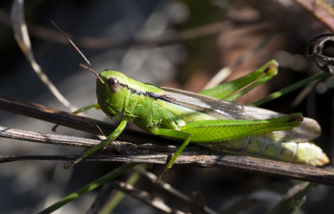 Lăcusta cu dungi negre – Mecostethus parapleurus