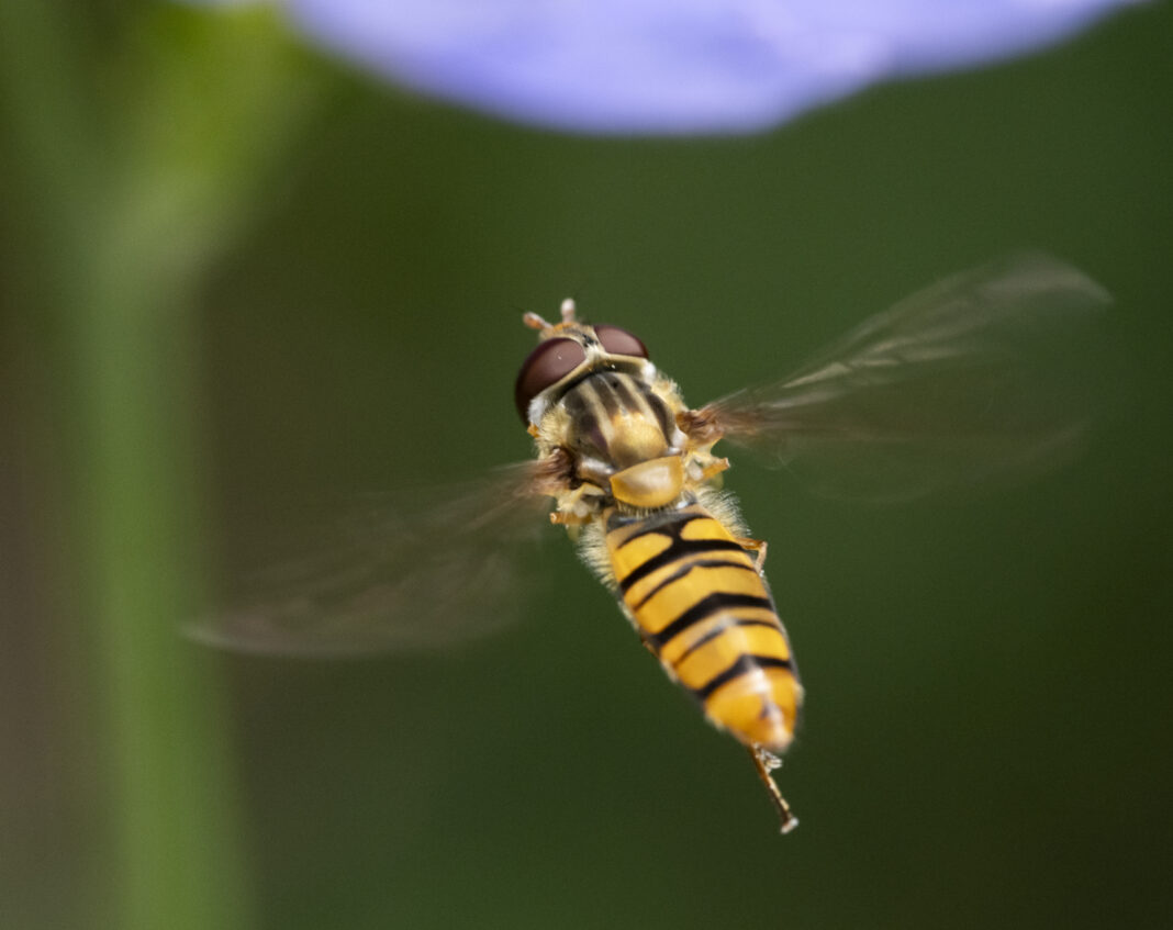 Sirfida marmeladă – Episyrphus balteatus