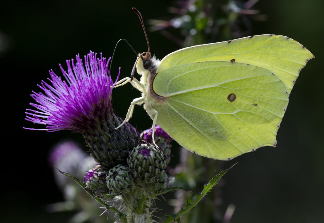 Lămâița – Gonepteryx rhamni