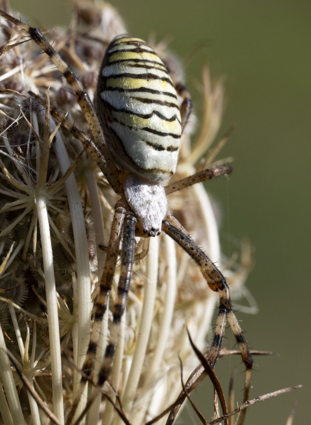 Păianjenul-viespe – Argiope bruennichi