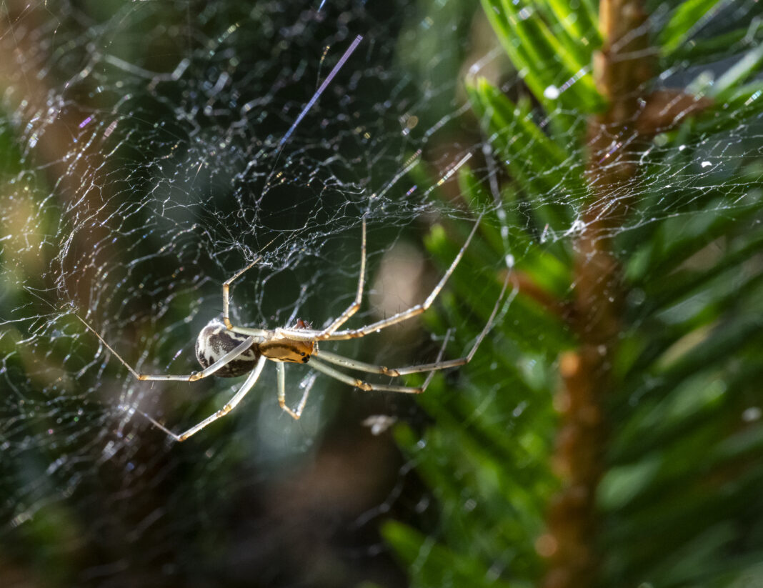 Păianjenul cu triunghi – Linyphia triangularis