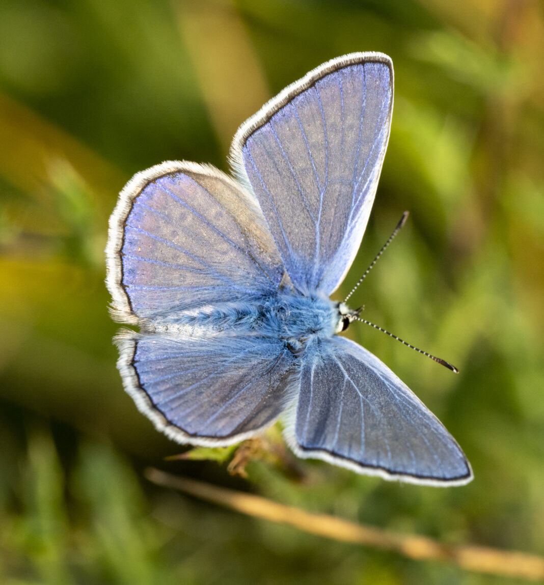 Fluturele albastru comun – Polyommatus icarus