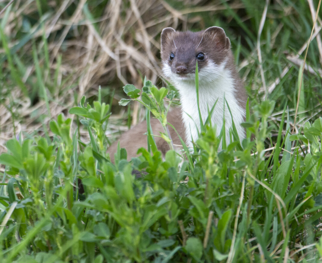 Hermelina – Mustela erminea