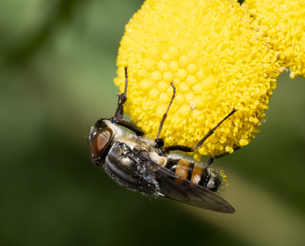 Musca parazită a lăcustelor – Stomorhina lunata