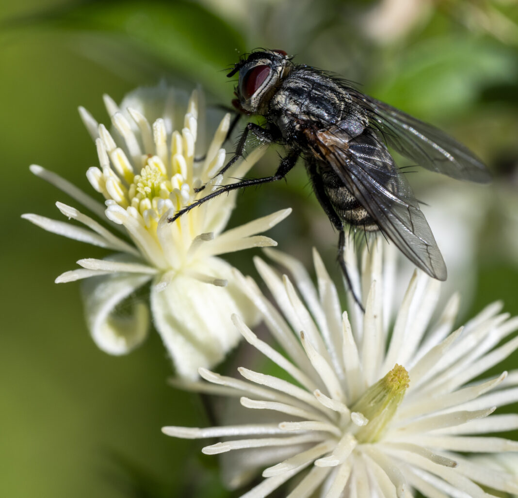 Musca gândacilor – Billaea pectinata