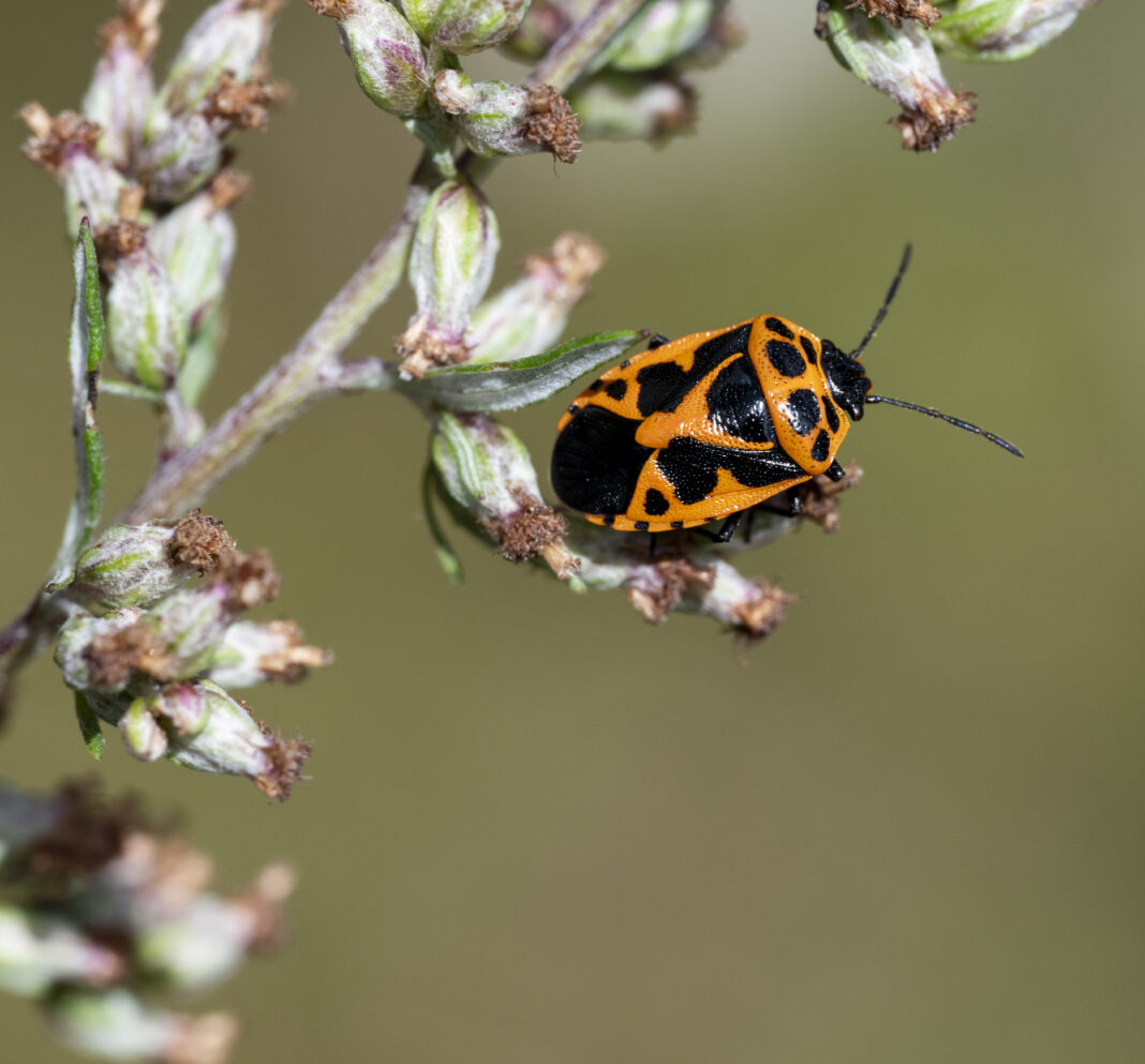 Ploșnița pictată stracojie – Eurydema dominulus