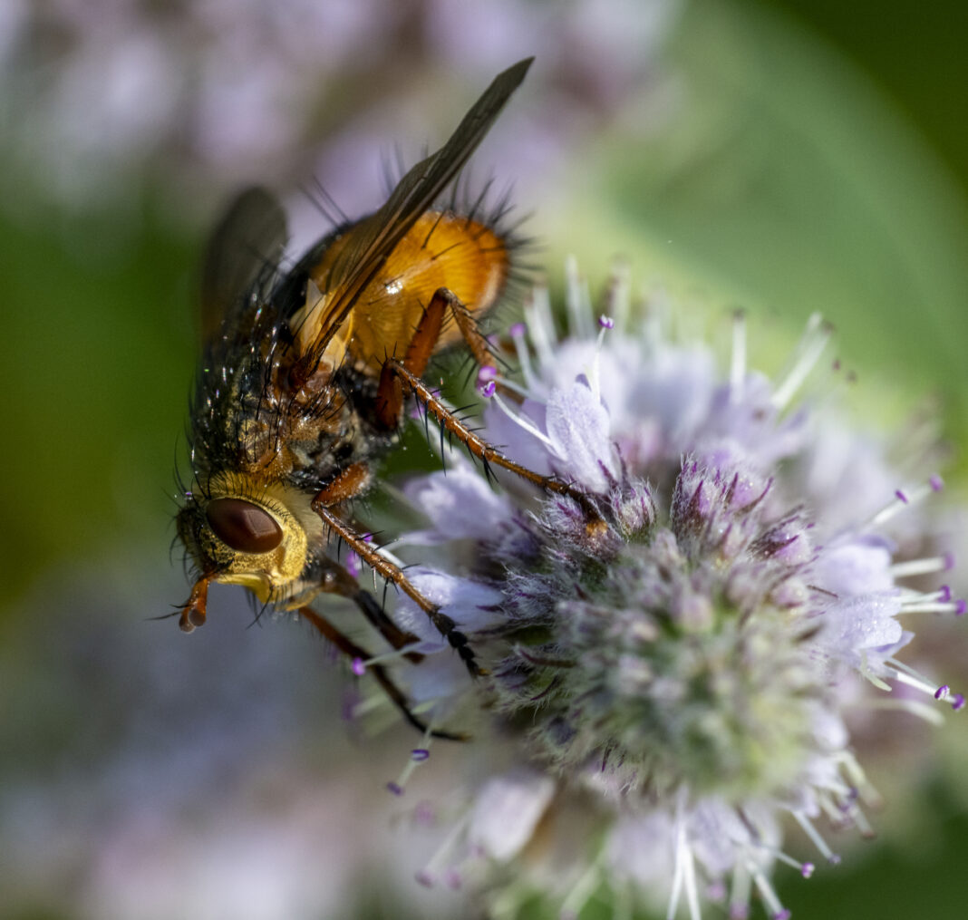 Musca roșiatică a fluturilor de noapte – Tachina fera