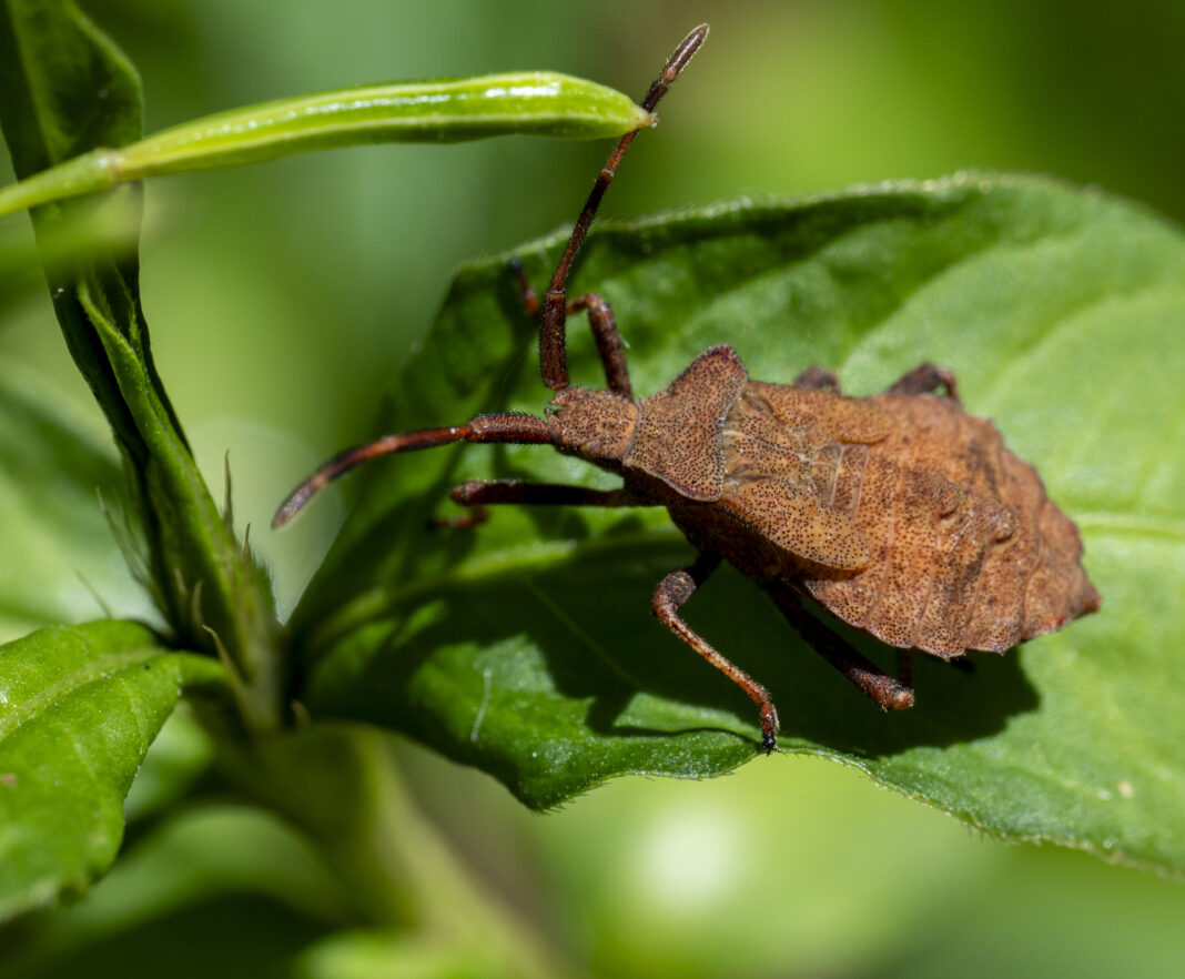 Ploșnița cu margini lățite – Coreus marginatus