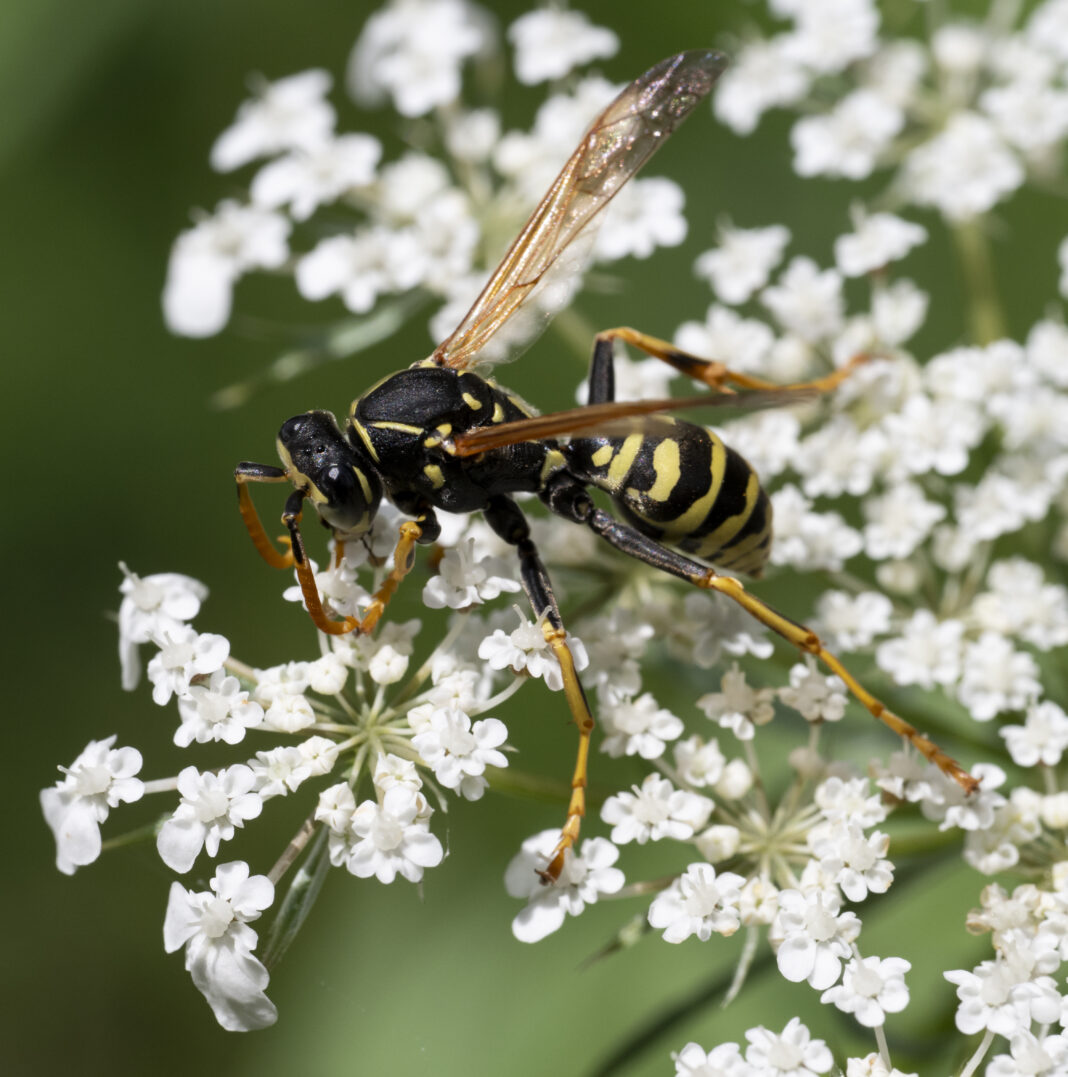 Viespe de hârtie cuc estică – Polistes semenowi