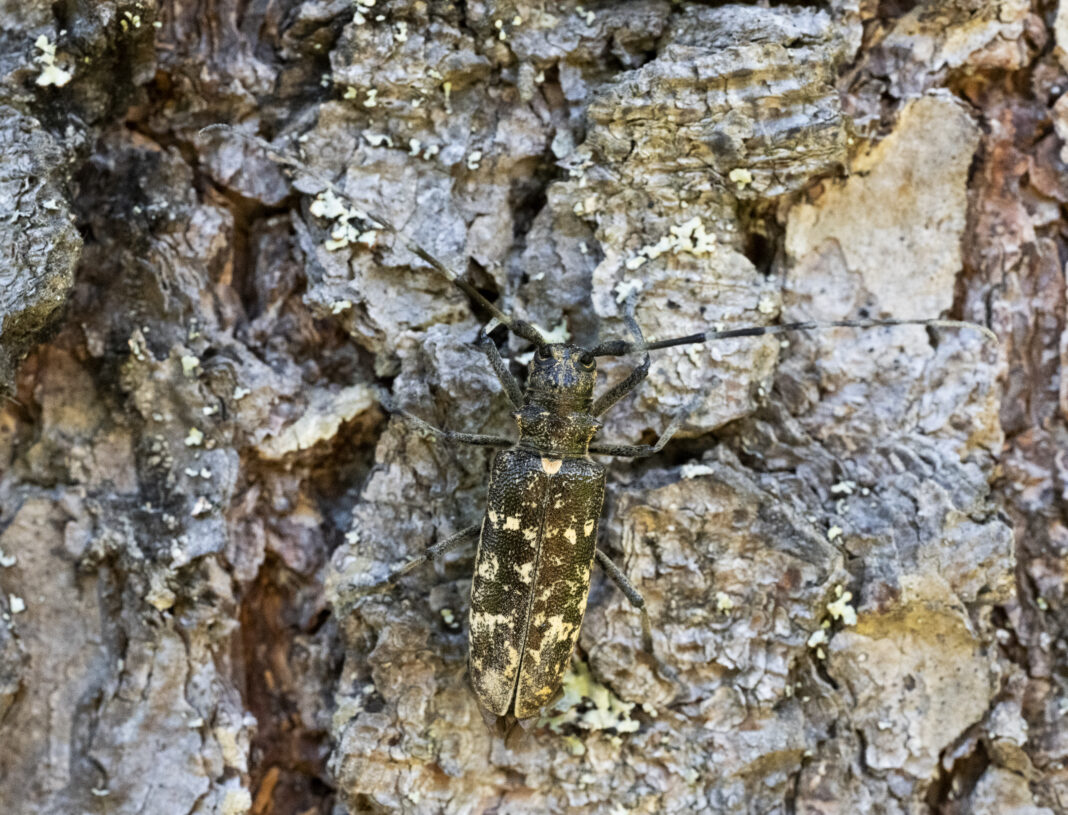 Croitorul mare al molidului – Monochamus sartor