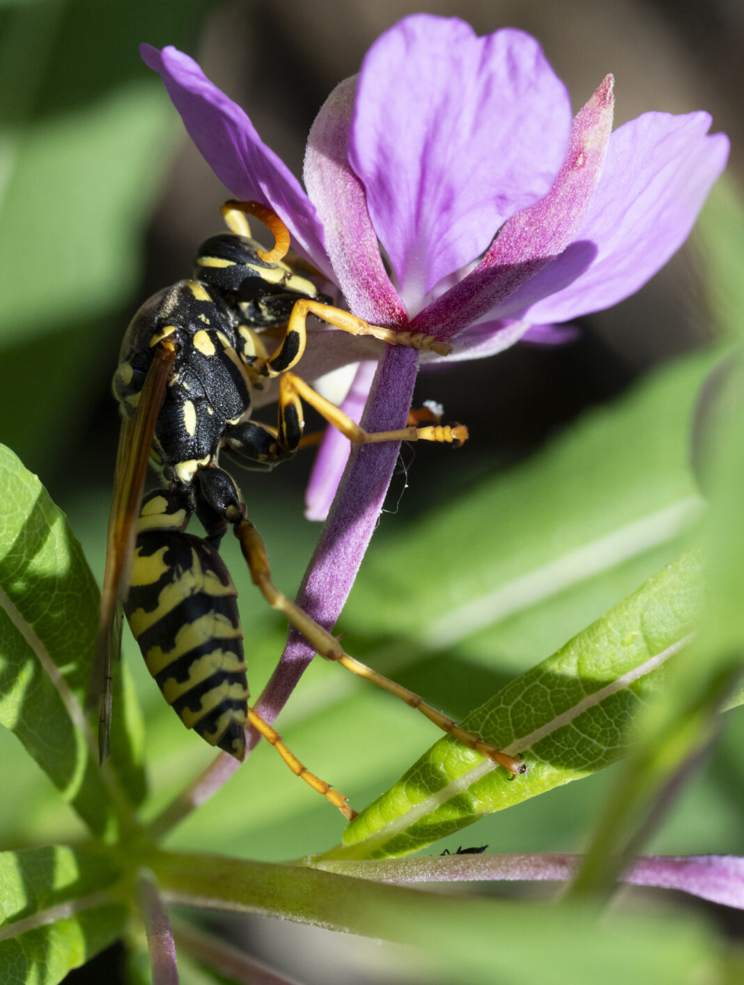 Viespea de hârtie europeană – Polistes dominula
