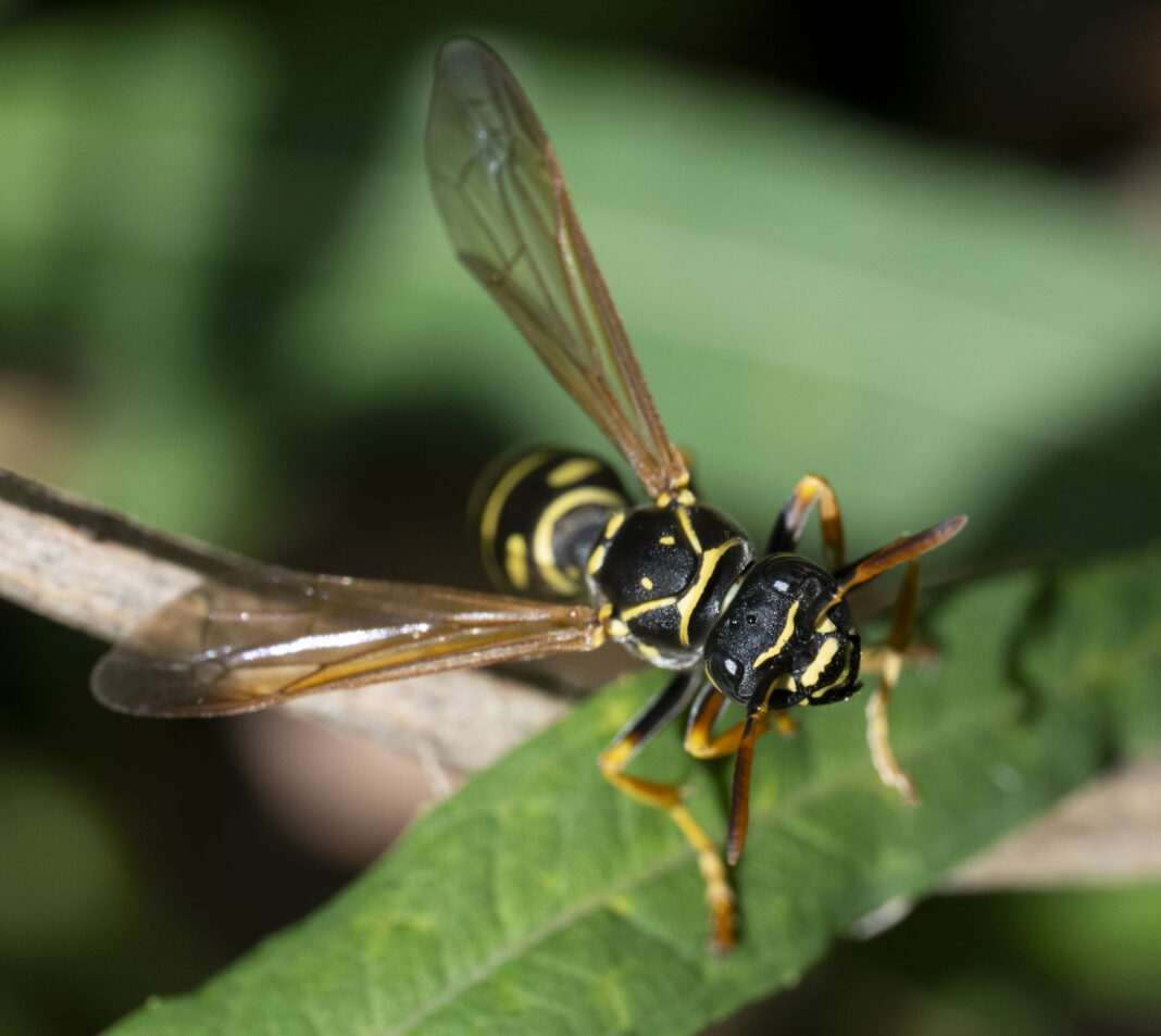 Viespea de hârtie cu fața striată – Polistes nimpha