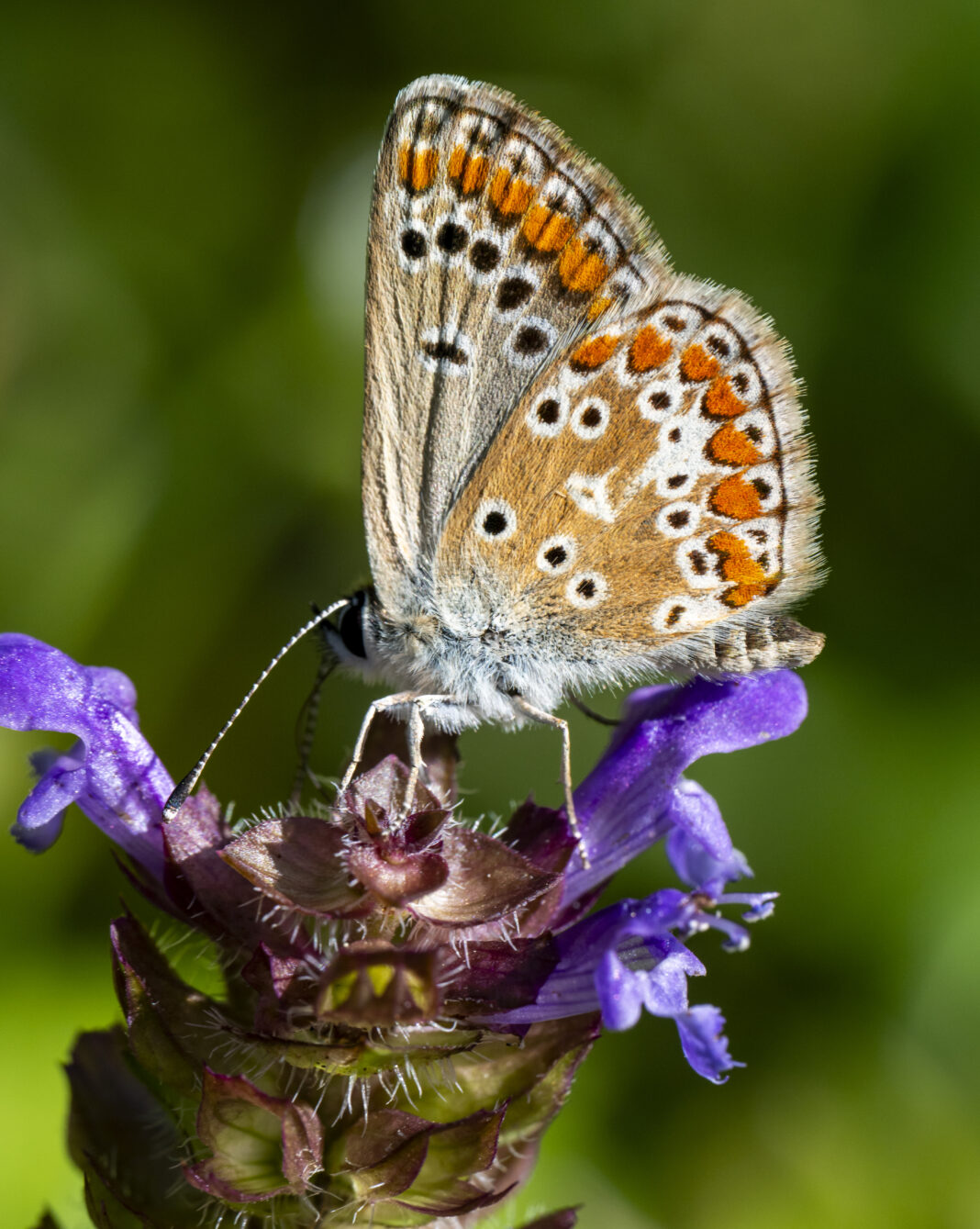 Fluturele albăstrelul osului iepuresc – Aricia agestis