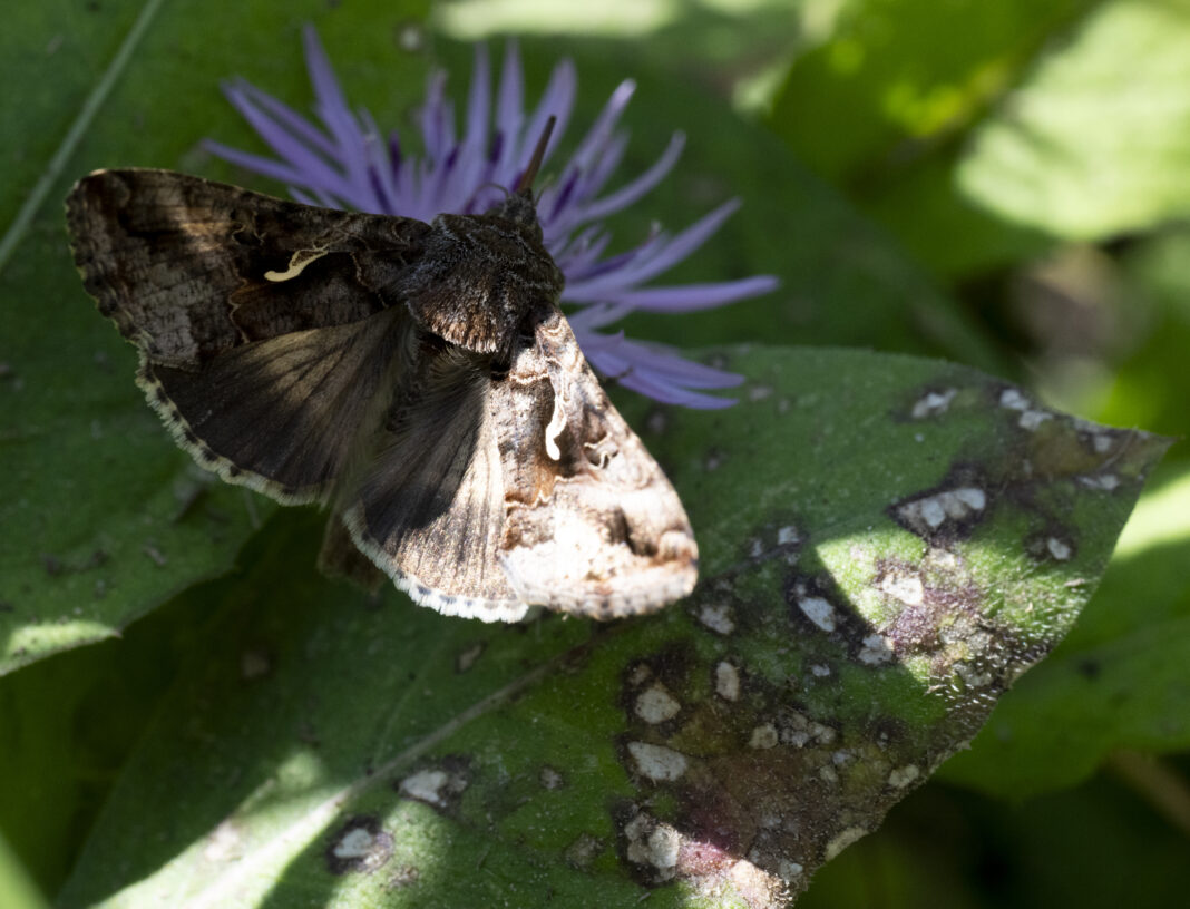Fluturele buha gamma – Autographa gamma