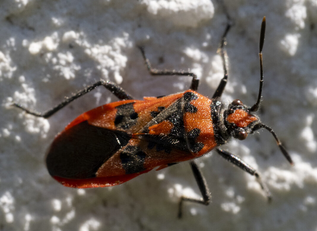 Ploșnița de liliac – Corizus hyoscyami