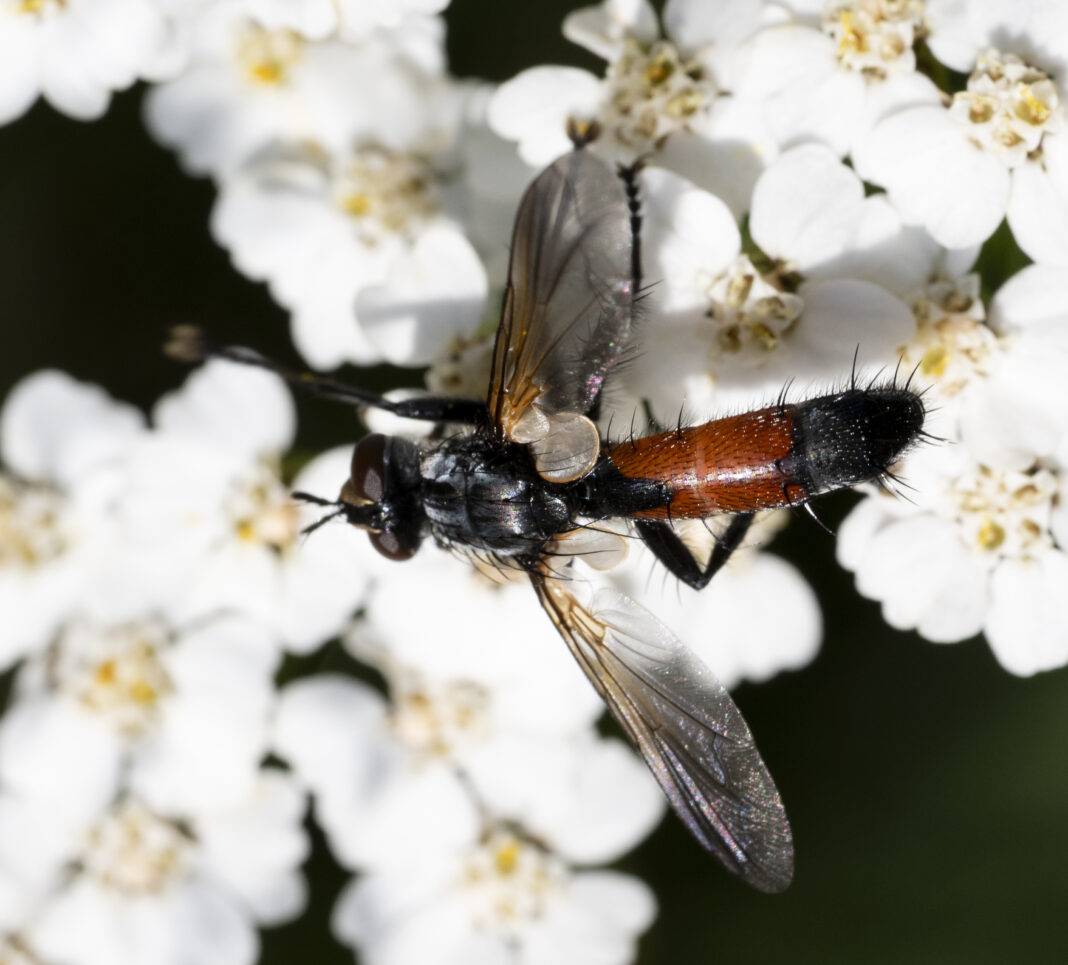 Musca tachinid cu picioare păroase – Cylindromyia pilipes