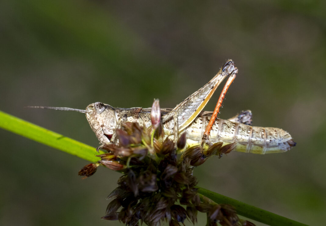 Lăcusta de pietriș – Chorthippus pullus