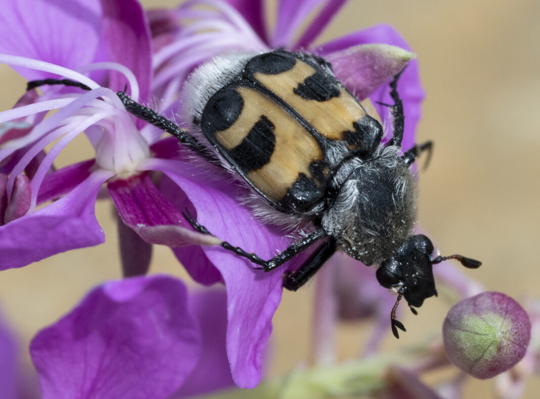 Gândacul-albină – Trichius fasciatus