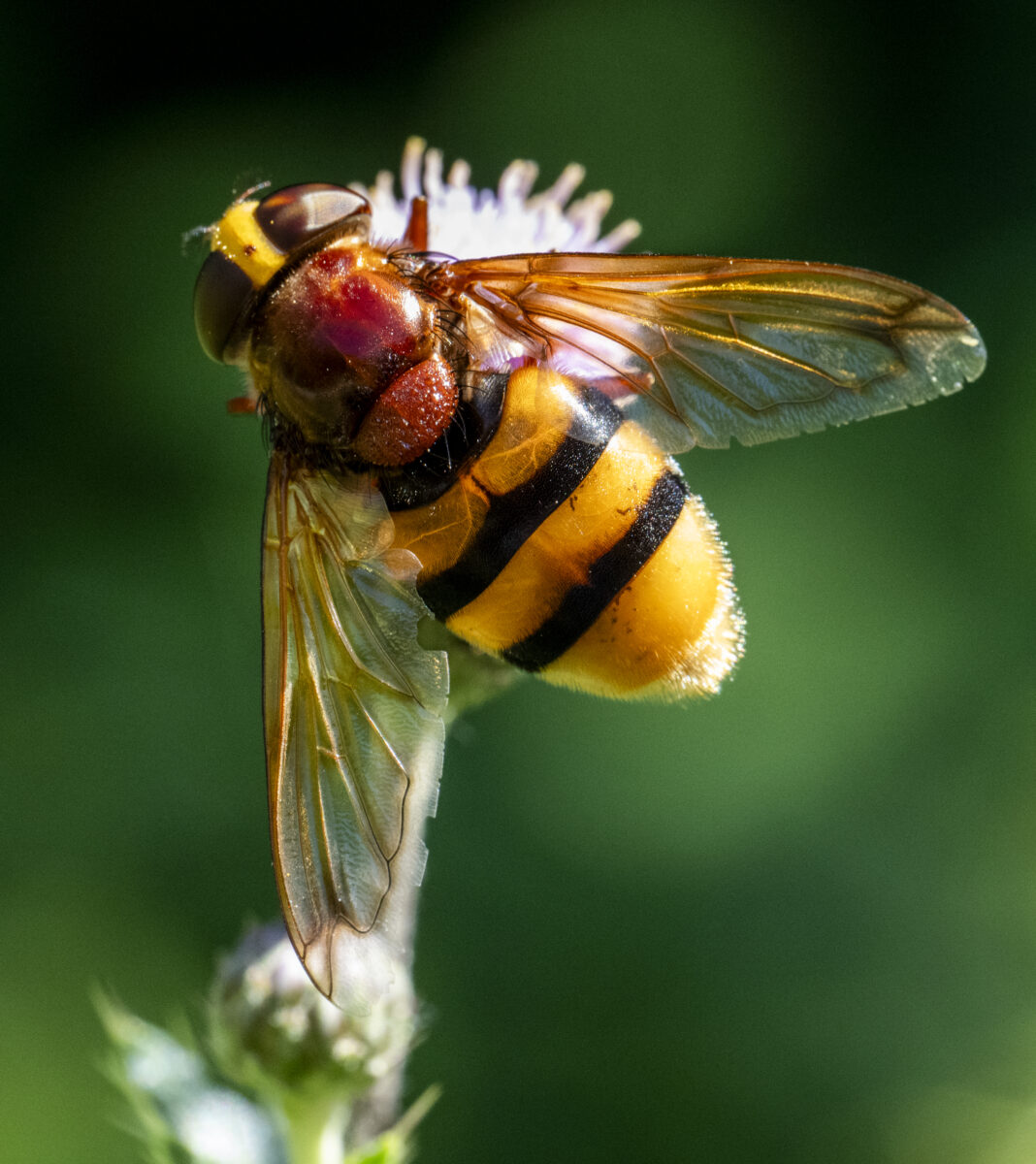 Sirfida-viespe mare – Volucella zonaria
