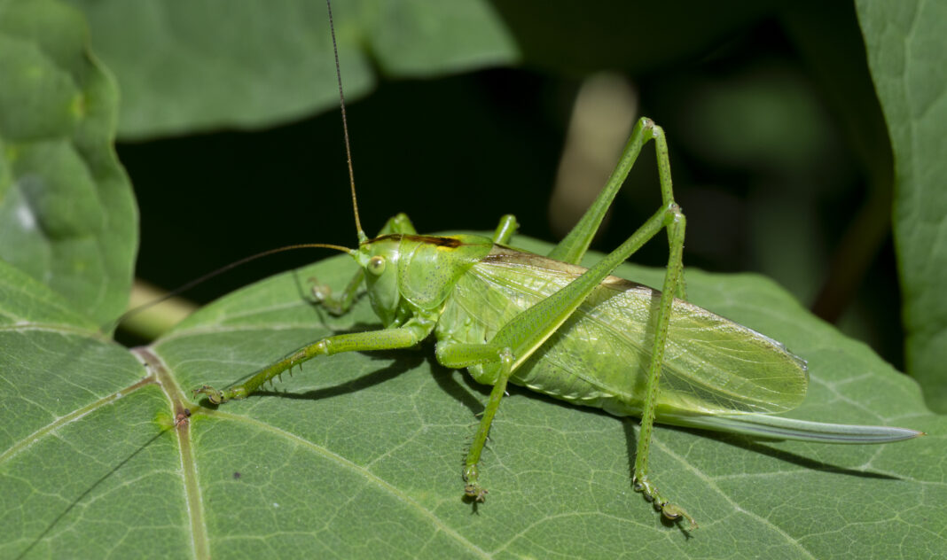 Cosașul cântător – Tettigonia cantans