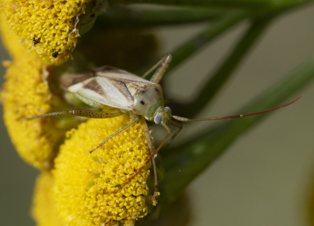 Ploșnița lucernei – Adelphocoris lineolatus