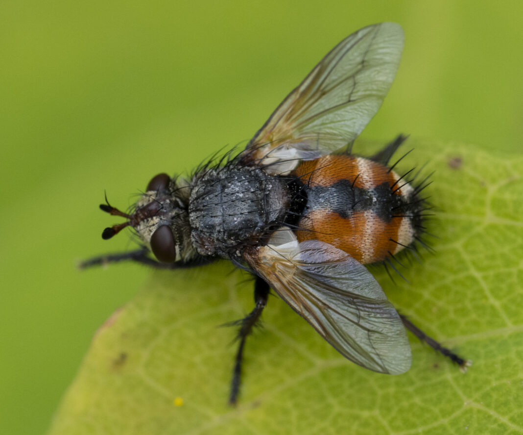 Musca cu antene mari – Tachina magnicornis